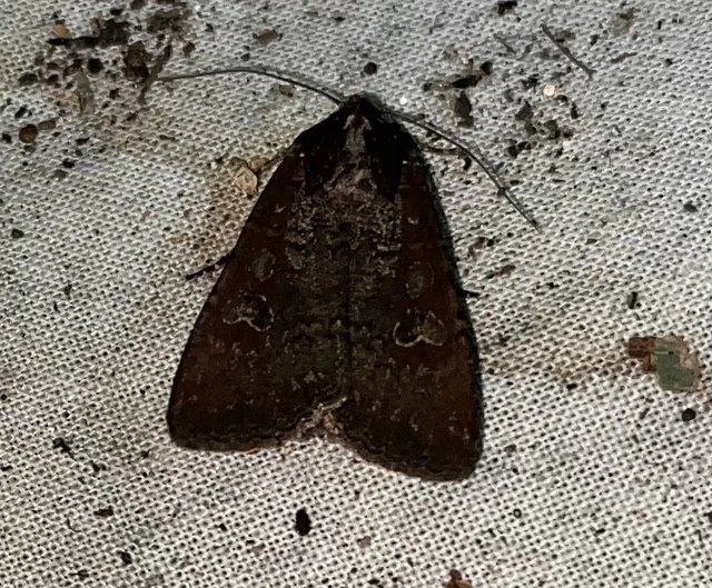 Peridroma saucia - vándor földibagoly