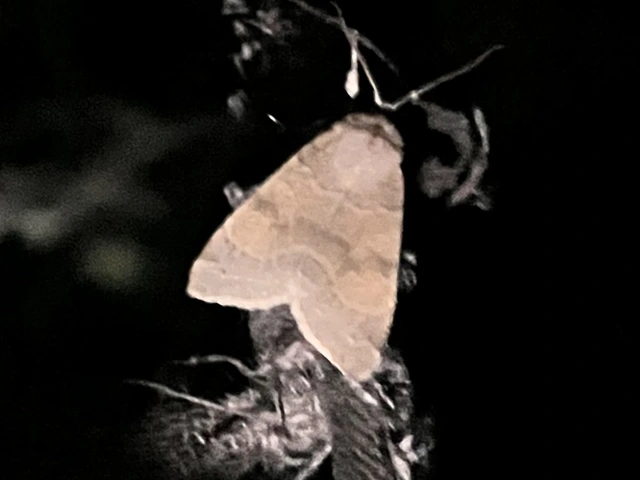 Cirrhia ocellaris - fakó sárgabagoly