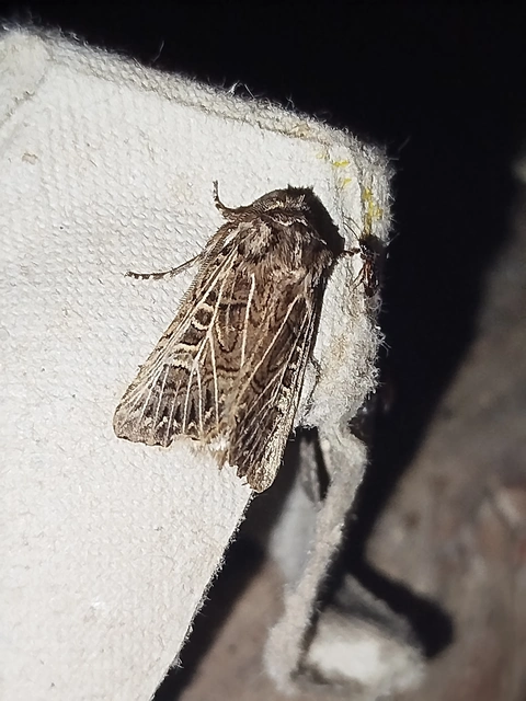 Tholera decimalis - közönséges fésűsbagoly