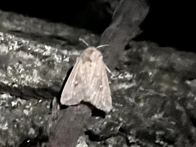 Mythimna albipuncta - fehérpettyes rétibagoly