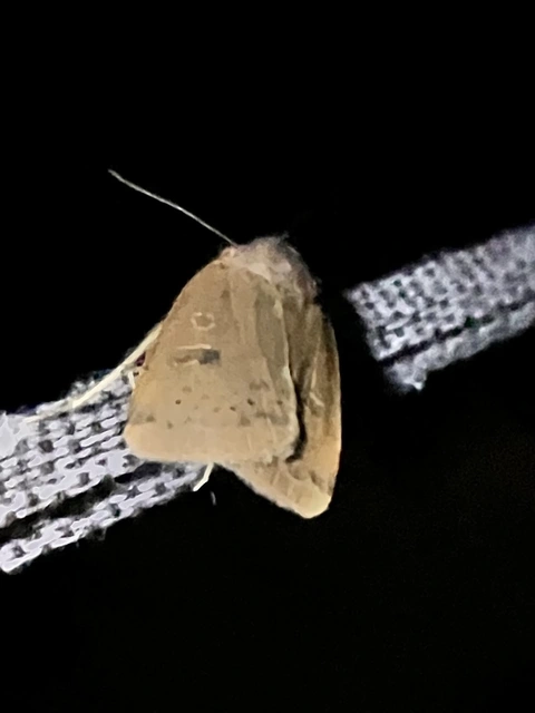 Noctua comes - kis sárgafűbagoly