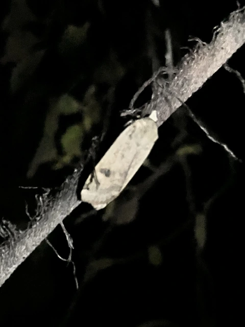Noctua pronuba - nagy sárgafűbagoly