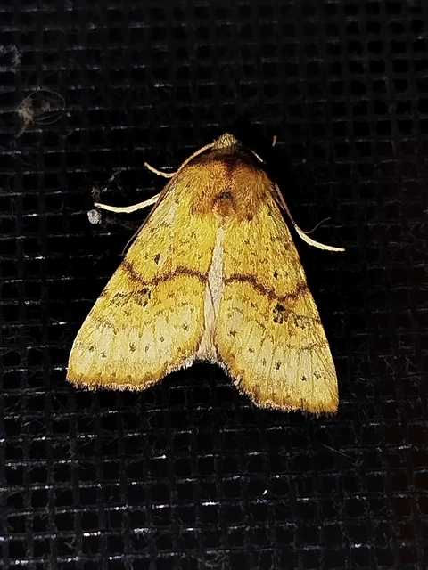 Tiliacea sulphurago - kénes sárgabagoly