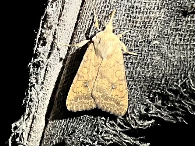 Sunira circellaris - okkersárga őszibagoly Sunira circellaris - okkersárga őszibagoly
