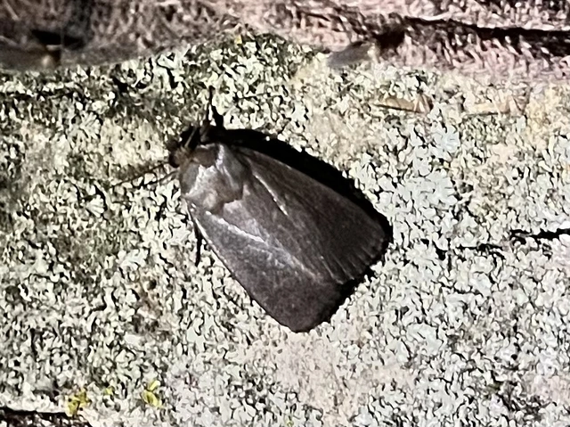 Amphipyra livida - zsírfényű bagoly