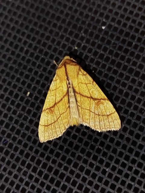Tiliacea citrago - citromszínű sárgabagoly