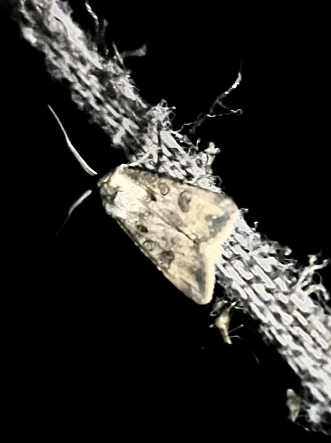 Agrotis segetum - vetési földibagoly