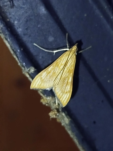 Antigastra catalaunalis - gyöngymoly