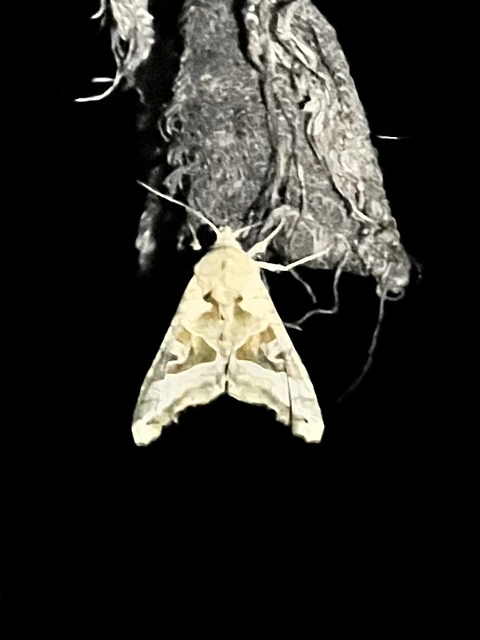 Phlogophora meticulosa - vándorló csipkésbagoly