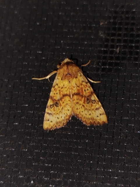 Tiliacea sulphurago - kénes sárgabagoly