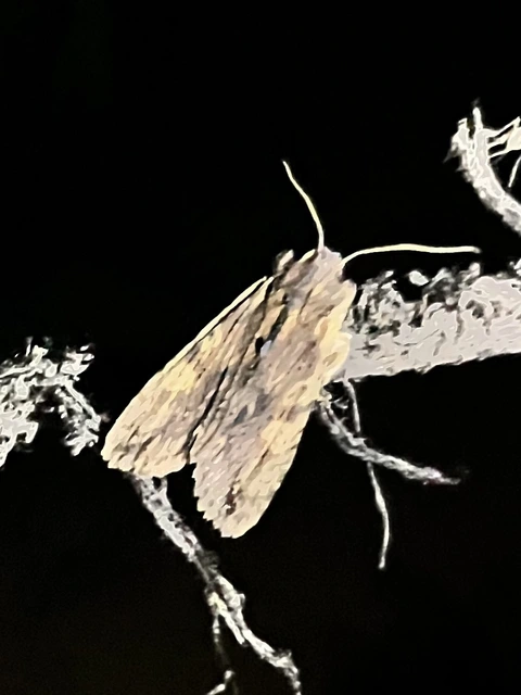 Lithophane semibrunnea - keskenyszárnyú fabagoly