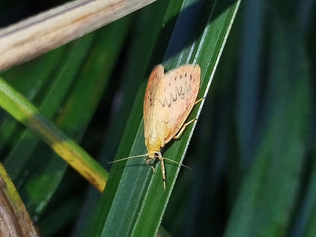 Miltochrista miniata - piros medvelepke