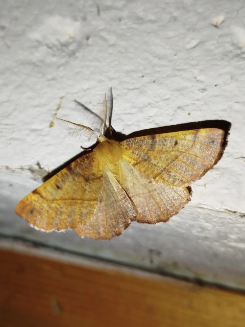 Colotois pennaria - tollascsápú araszoló