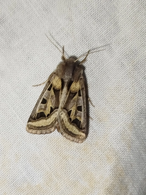Episema glaucina - fogasjegyű liliombagoly