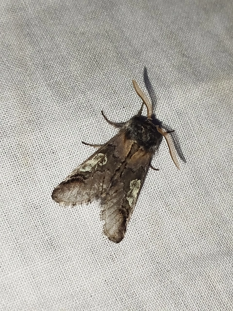 Diloba caeruleocephala - őszi kékesbagoly