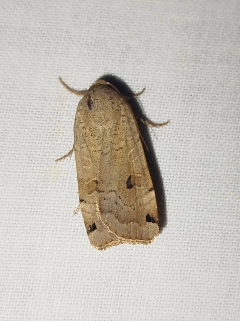 Noctua orbona - foltos sárgafűbagoly