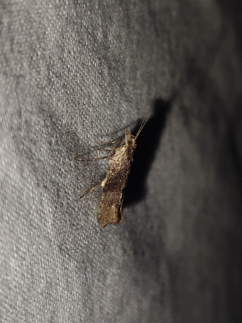 Ypsolopha