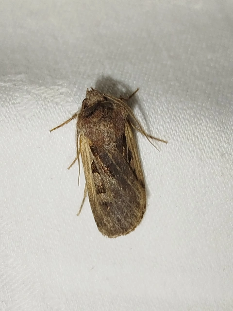 Euxoa hastifera pomazensis - szegélysávos földibagoly