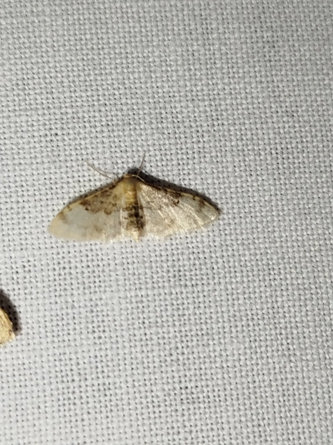 Idaea filicata - sötéttövű apróaraszoló