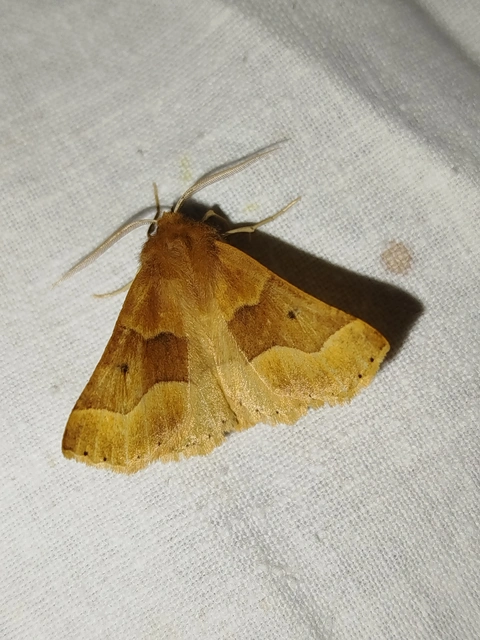 Crocallis tusciaria - barna sávosaraszoló