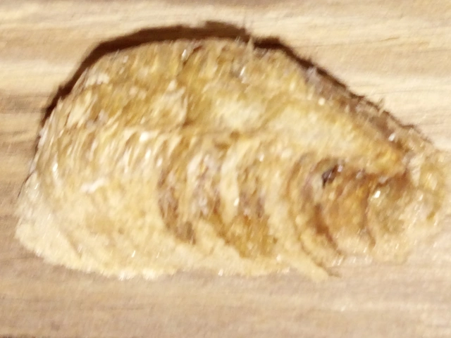 Mantodea - Fogólábúak