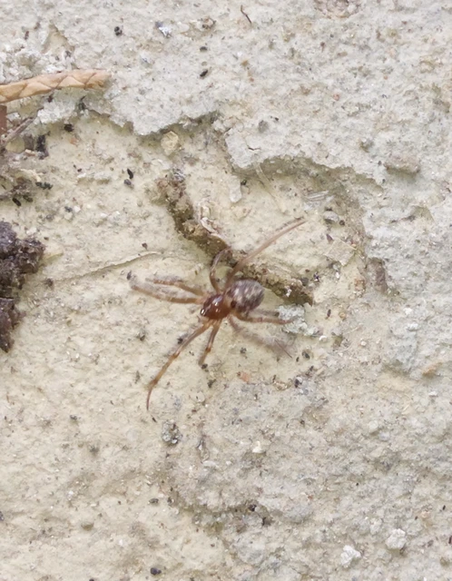 Theridiidae - törpepókok