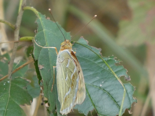 Argynnis pandora - zöldes gyöngyházlepke