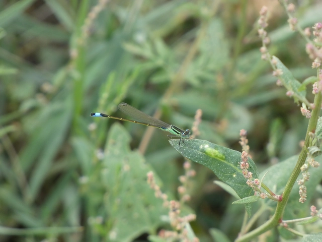 Ischnura elegans pontica - kéköves légivadász