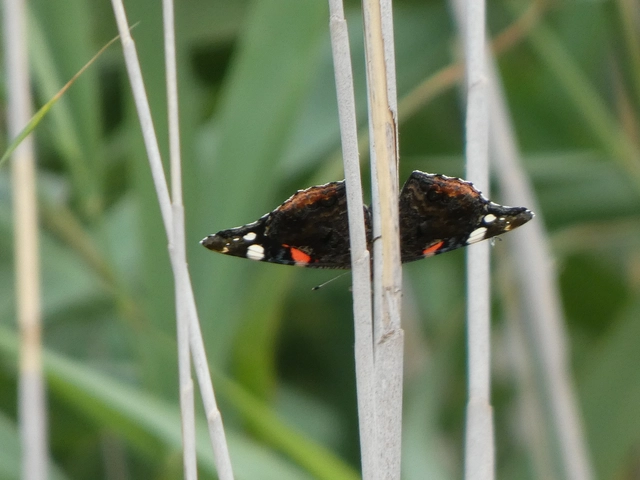 Vanessa atalanta - atalantalepke