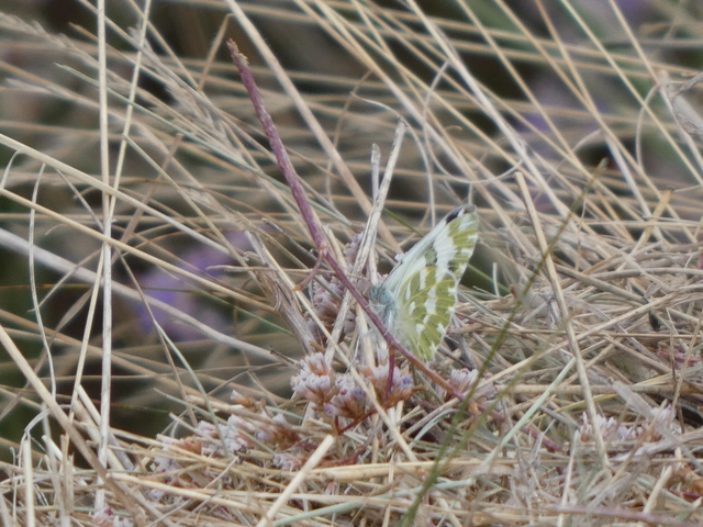 Pontia edusa - rezedalepke