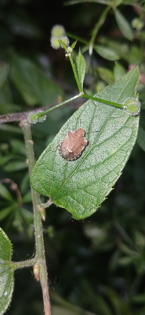 Dyroderes umbraculatus Dyroderes umbraculatus