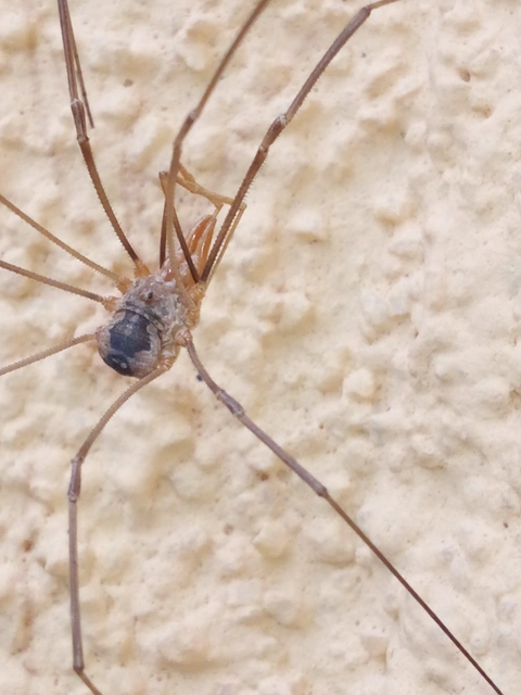 Opiliones - Kaszáspókok