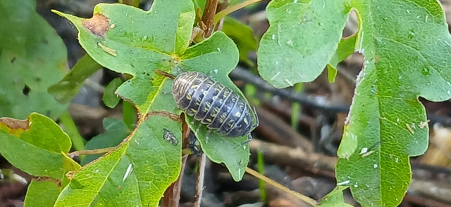 Isopoda - Ászkarákok
