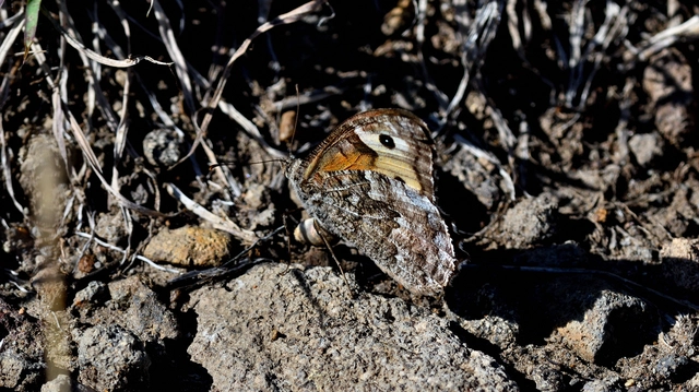Hipparchia semele - barna szemeslepke