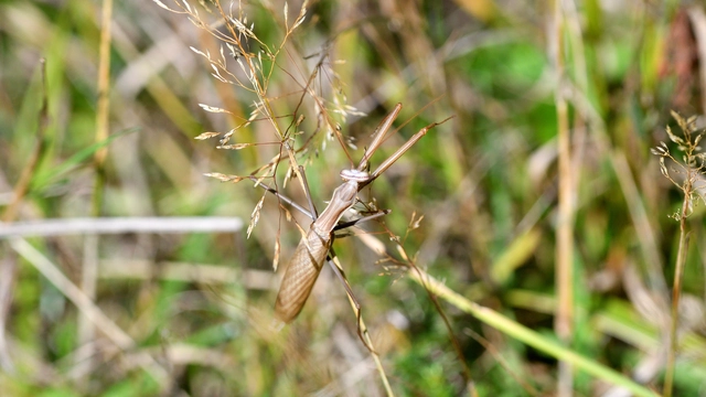 Mantis religiosa - imádkozósáska