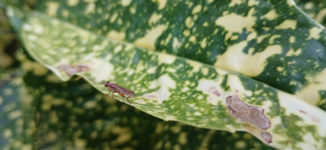 Sciomyzidae - szarvaslégyfélék