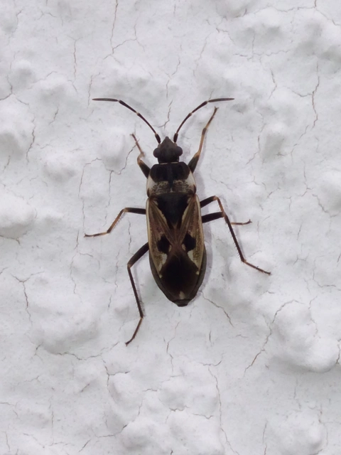 Rhyparochromus vulgaris - közönséges díszesbodobács