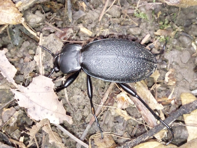Carabus coriaceus - bőrfutrinka Carabus coriaceus - bőrfutrinka