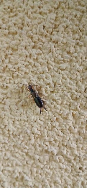 Forficula auricularia - közönséges fülbemászó
