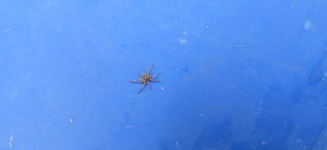 Pardosa