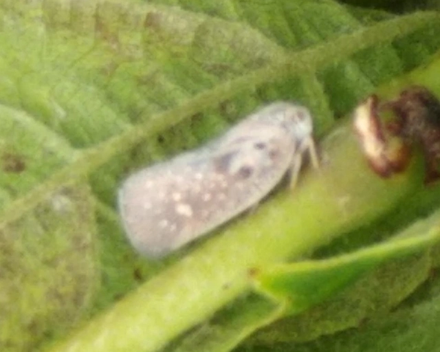 Metcalfa pruinosa - amerikai lepkekabóca