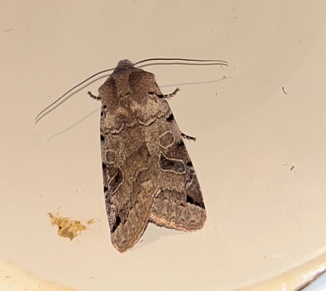 Anchoscelis litura - tarka őszibagoly