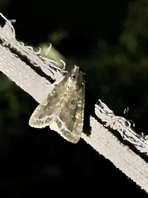 Lacanobia oleracea - saláta-kertibagoly
