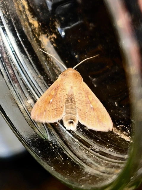 Mythimna unipuncta - hordabagoly