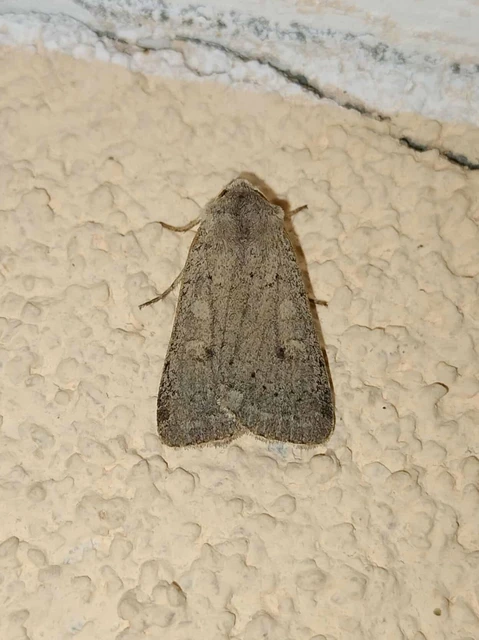 Xestia castanea michaeli - csarabos fűbagoly