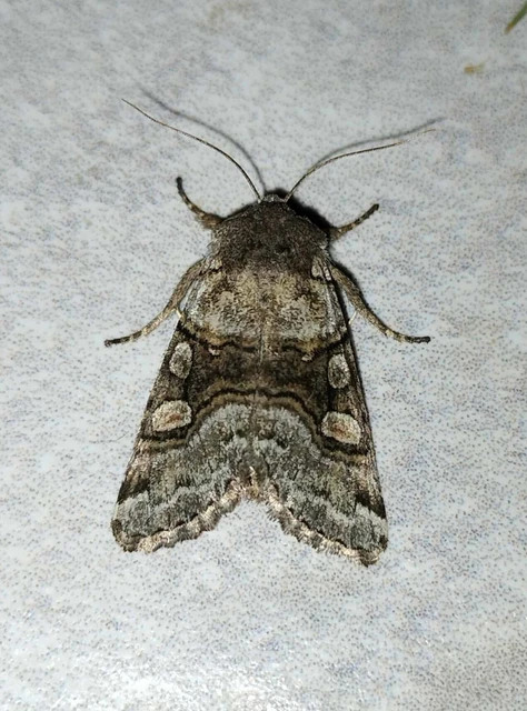 Cleoceris scoriacea - szürke liliombagoly