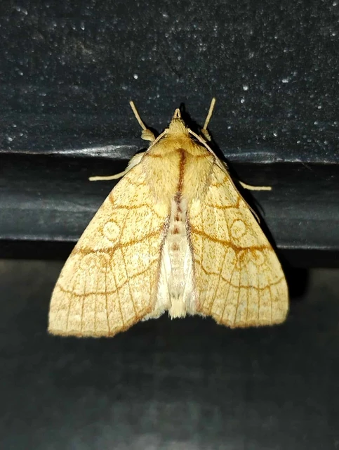 Tiliacea citrago - citromszínű sárgabagoly
