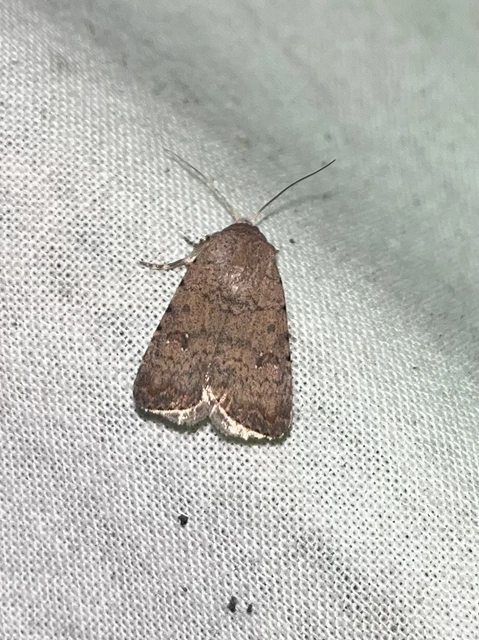 Paradrina clavipalpis - közönséges selymesbagoly