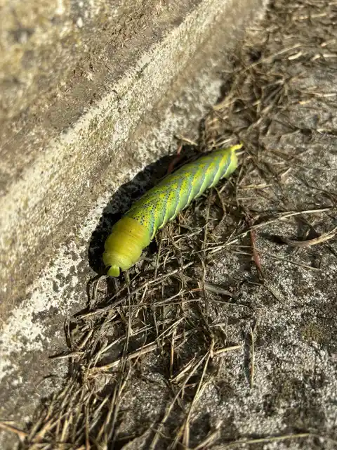 Acherontia atropos - halálfejes lepke