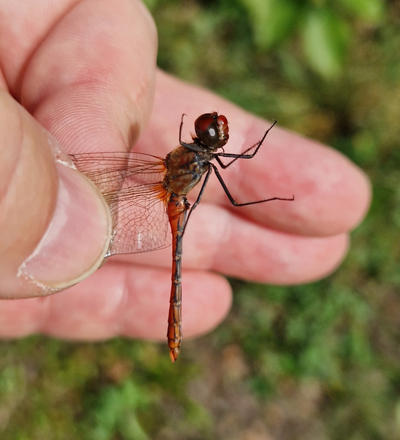 Sympetrum sanguineum - vörös katona-szitakötő